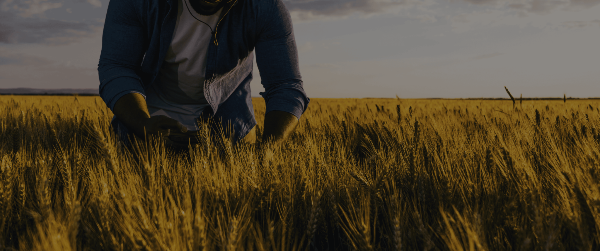Wheat Harvest Organic Gather nice Moment