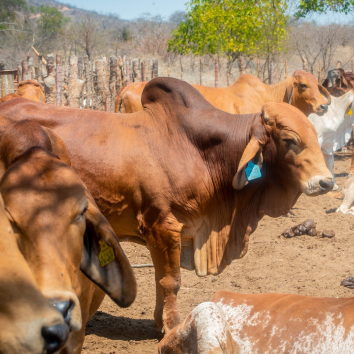 Why Agriculture for the Environment