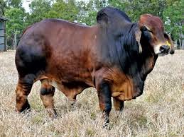 Pen fattenning of beef cattle explained