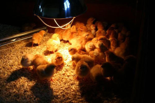 Managing the brooder environment
