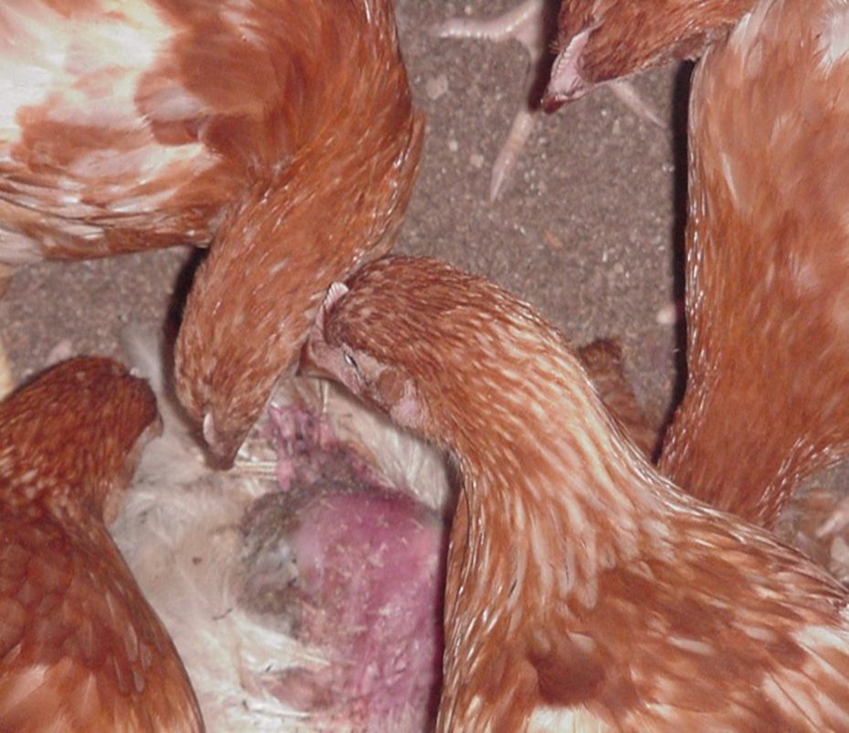 Feather Pecking and Cannibalism in laying Hens- By Vimbai Mwale and Tawanda Mthintwa Hove